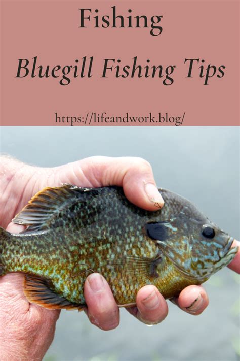 Bluegill Fishing Tips: How To Catch Bluegill .